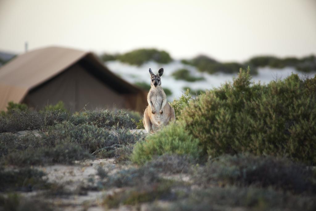 Sal Salis Ningaloo Reef Hotel Exmouth Eksteriør billede