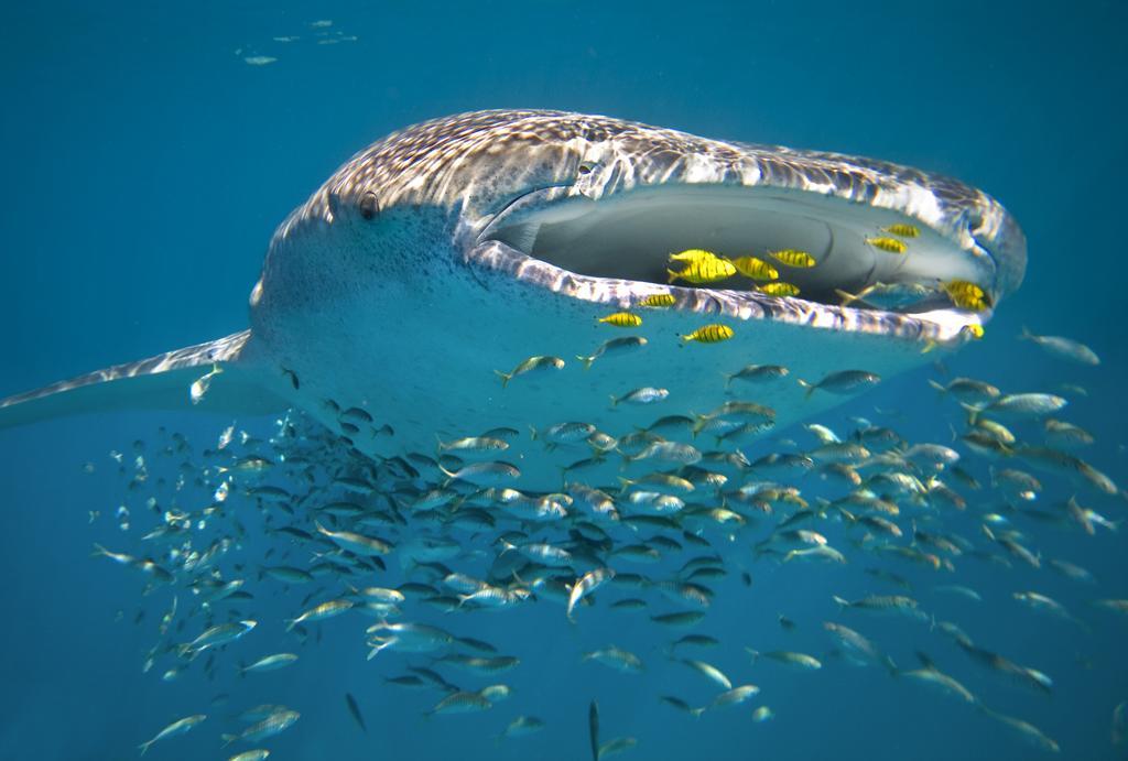 Sal Salis Ningaloo Reef Hotel Exmouth Eksteriør billede